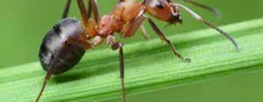Fascynujący świat mrówek.